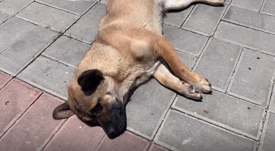 湖北:一只狗狗一边流浪,一边抽搐,狗狗:求求你,给我一个活下去的希望