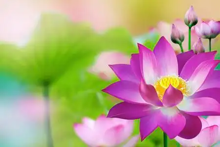 美丽的紫色莲花水厂 — — 莲花照片