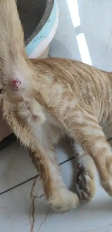 讨论求帮忙看看是公猫还是母猫