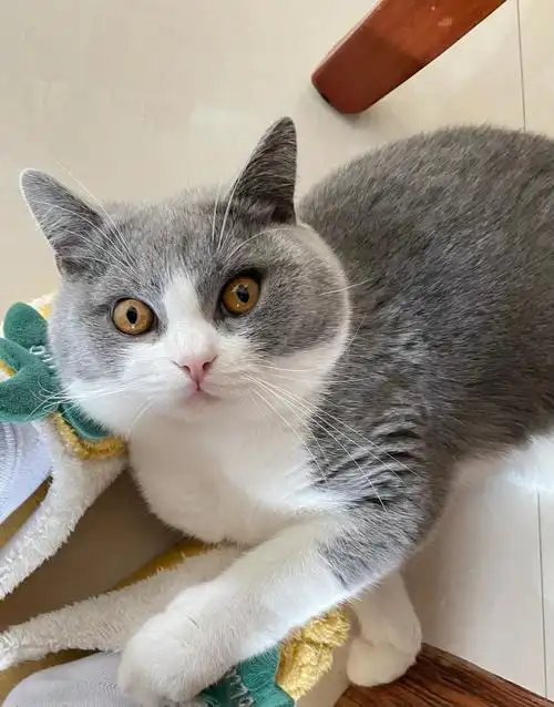 蓝白公猫一岁发腮