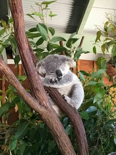 澳洲考拉更奇妙,躺在树上睡大觉,游人盼望它醒来,摇头晃脑又睡着.