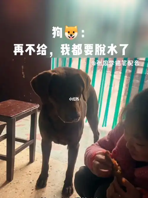 家有馋狗垂涎三尺00