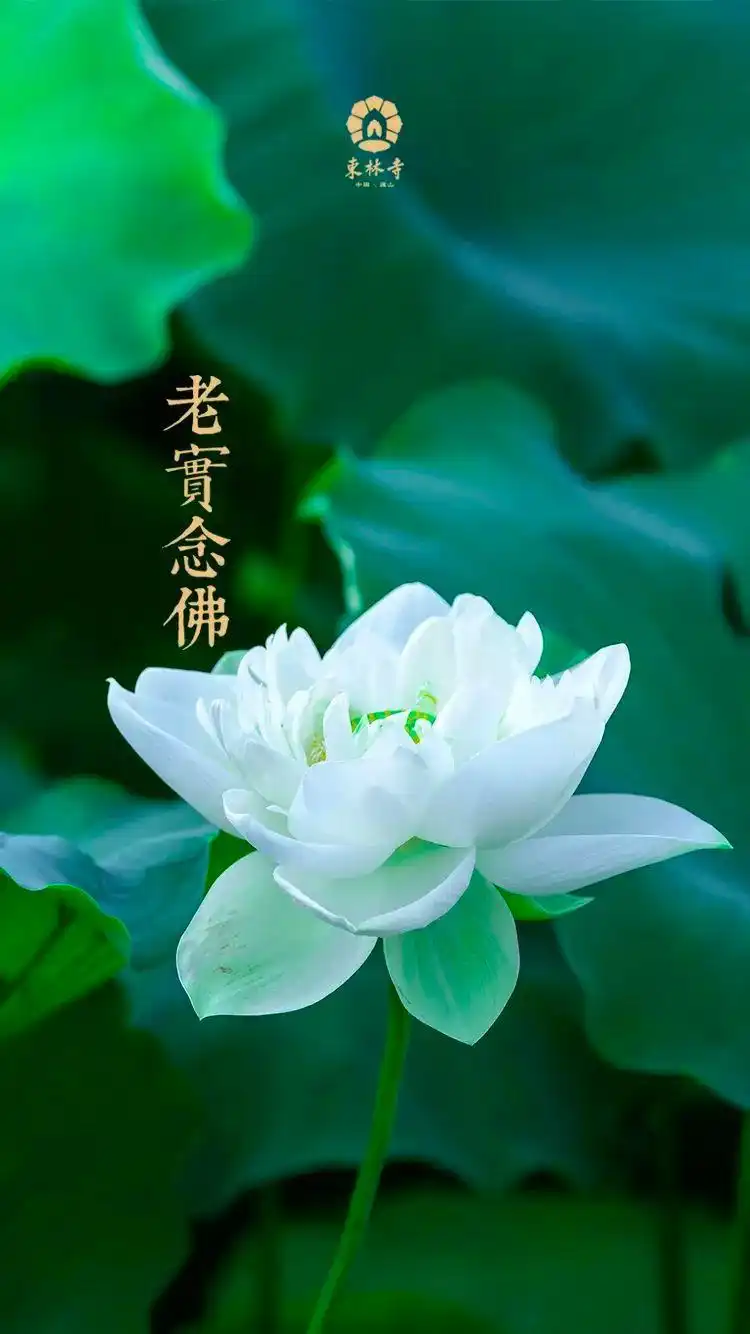 庐山东林寺莲花壁纸来啦!电脑,平板,手机版本都有哦!