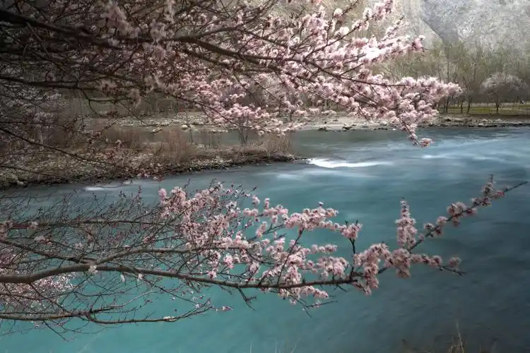 杏好有你——难忘而美好的新疆杏花之旅