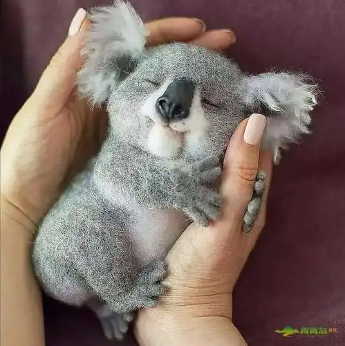 澳洲大火劫后余生的小考拉太可爱了吧!