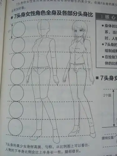 动漫女性七头身上半身和下半身的比例是多少?