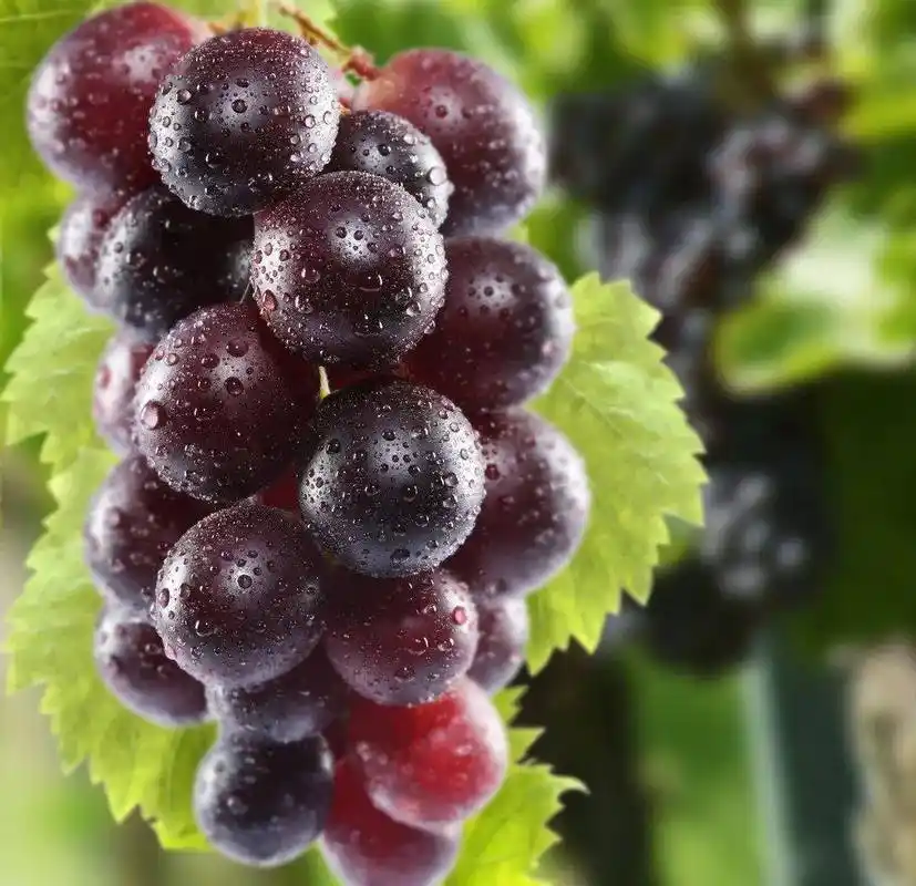 肥乡乒乓球葡萄,维多利亚葡萄成熟啦!采摘走起来!