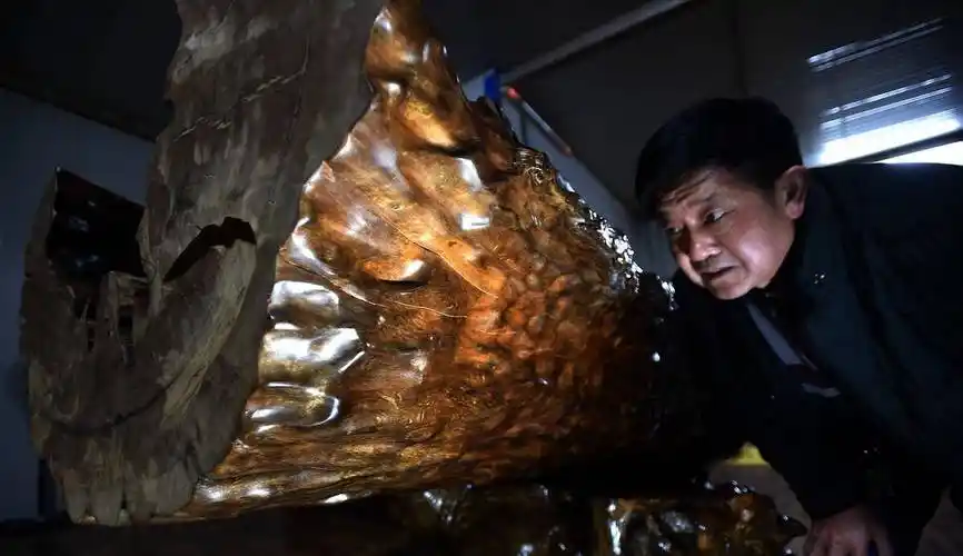 原创贵州一县城发现一棵高超45米的金丝楠木有专家估值15亿