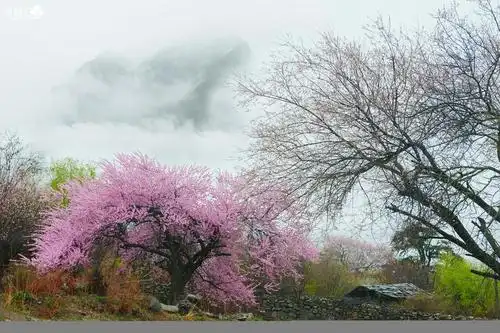 烟雨桃花