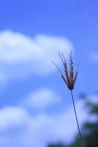 一朵花的世界( 7张 )