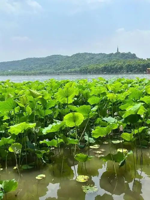 西湖是杭州的标志性景点,拥有着众多的风景建筑和值得游玩的地方.