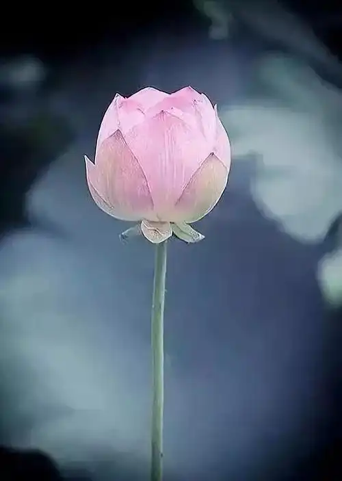 我若佛前一朵莲