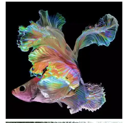 全世界最美的鱼