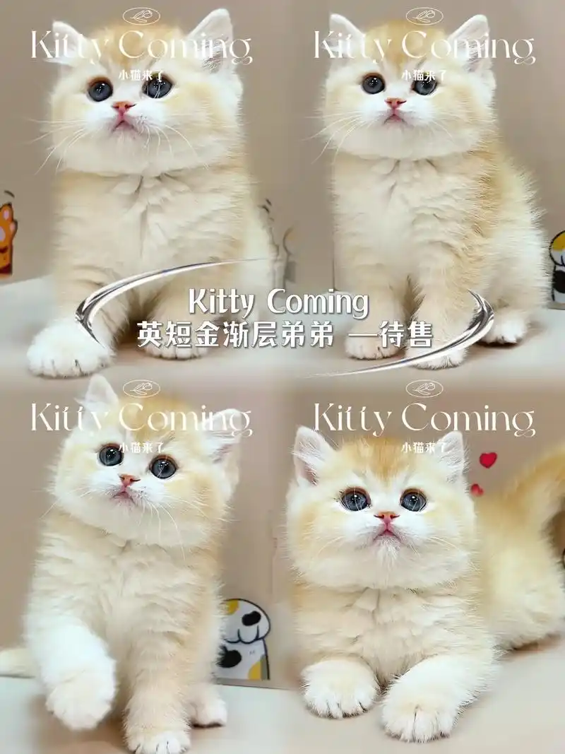 英国短毛猫金渐层胖嘟嘟的小弟弟哟它 - 抖音