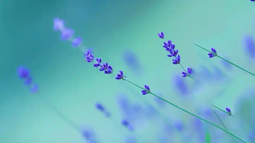 紫色的薰衣草小清晰高清桌面壁纸