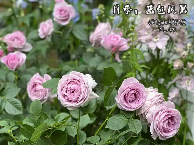 我的500种植物no179蓝色风暴月季