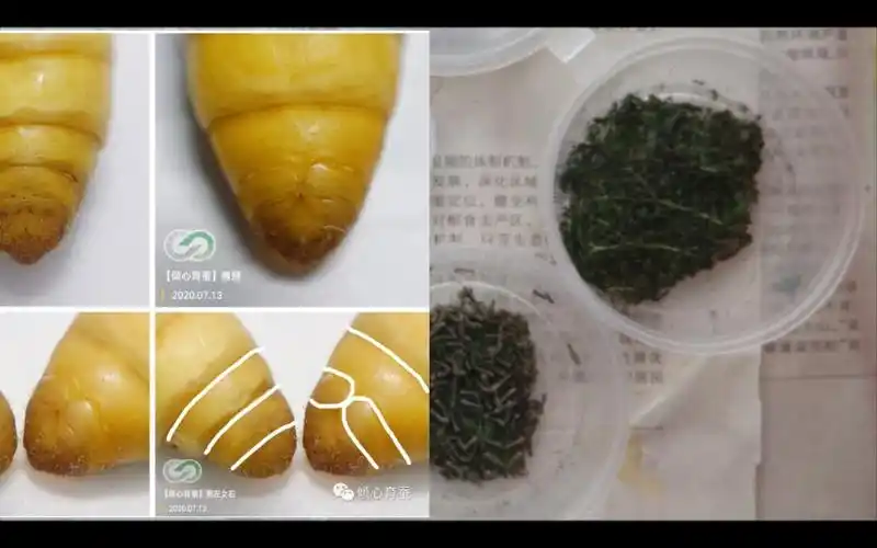 养蚕vlog养蚕但是可以教你分辨雌雄