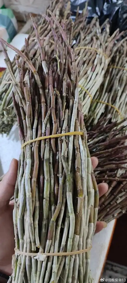 石斛的九大好处,疗一切阴虚,对眼睛特别好    原创 文泉杰    今天