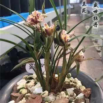 壮苗老种盛世牡丹 - 中国兰花交易网