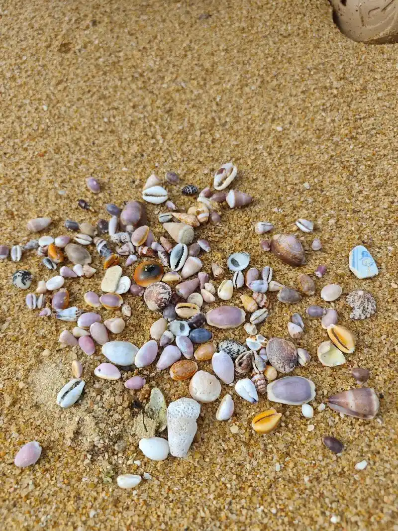 三亚代捡贝壳,带捡贝壳