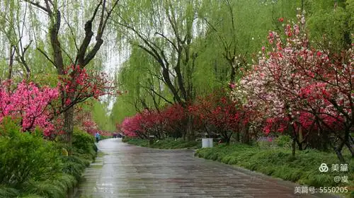 其它 桃花春雨江南 写美篇烟雨朦胧的江南里有桃红柳绿    烟雨朦胧的
