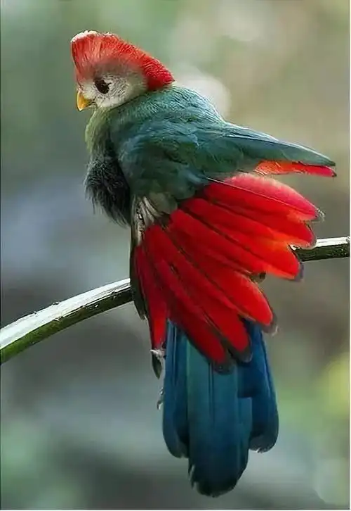 美图美景漂亮鸟儿