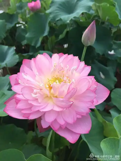 其它 莲花通佛性,悟道在凡尘 写美篇愿做佛前莲一朵 文/李文福(微信