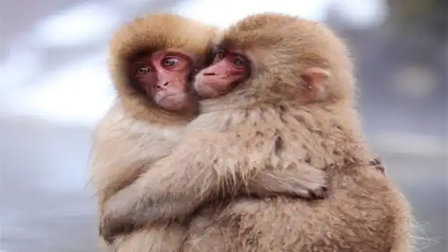 猴和狗的属相合不合