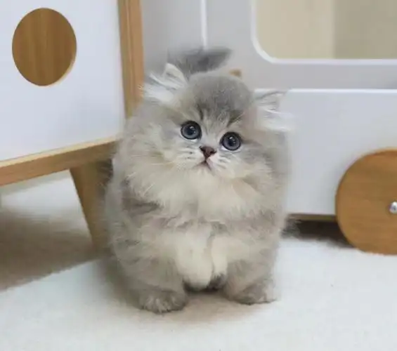 英短蓝金拿破仑矮脚公 米努特脸版 大毛宠物猫咪幼猫金渐层波斯猫