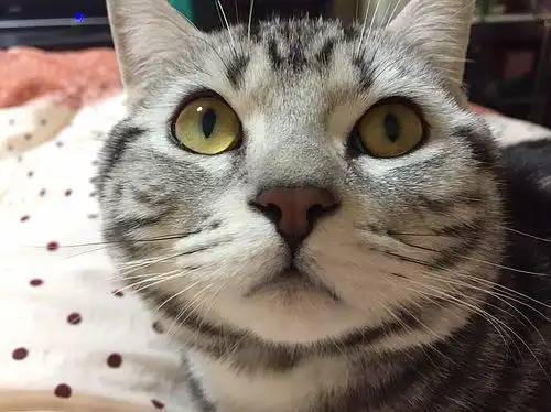 作为一只性格像狗的猫,lucky的颜艺赛高,翻白眼技能更是深得我心