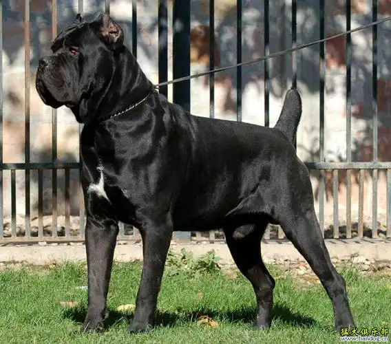 【代发帖】 池鱼小记(一) 专访国内著名犬舍 -鲁