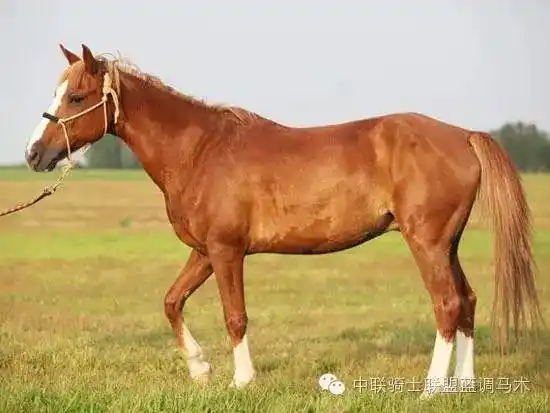 你现在所骑的马是什么品种呢?
