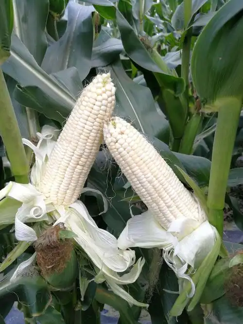 金糯1607基地专用甜糯玉米新品种