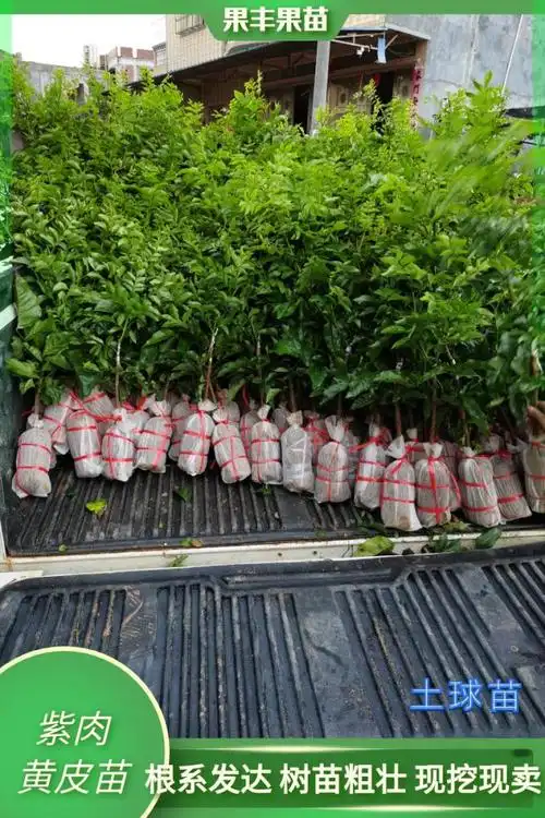 太神奇了有一种黄皮果成熟了皮肉都是紫色的紫色黄皮的种植前景