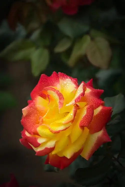 月季花开的时候