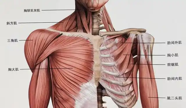 胸肌的中部和下部的一部分是连接胸骨,另一部分是连接肱骨;胸小肌是
