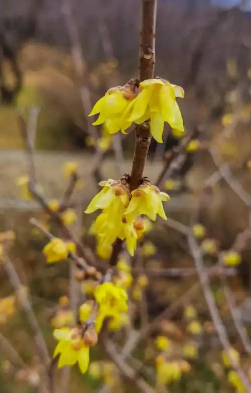 不同品种的腊梅