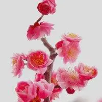 两朵梅花微信头像图片大全【点击鼠标右键下载】