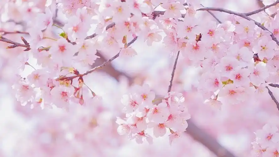 樱花盛开的季节1600x900分辨率查看