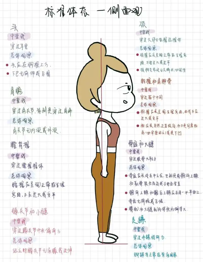 学体态评估·侧面观|瑜伽老师必备 0969♀15静态标准体态评估