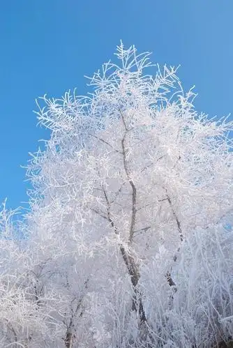 雪花开了,冬天醉了