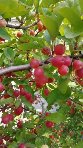 海棠果硕果累累