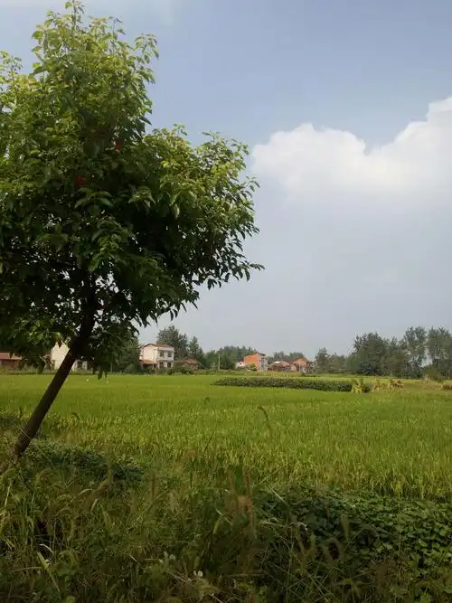 我的家乡在农村 - 美篇