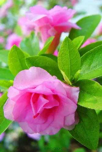 锦带花图片好看的锦带花图片锦带花植物图片