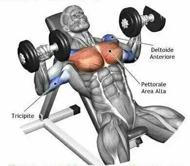 练胸经典9动作,打造饱满胸大肌,练出有型上半身|哑铃|胸肌|肌群_网易