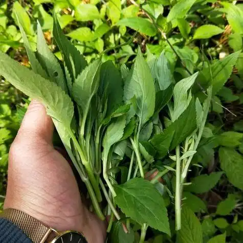 苦叶菜图片 长期喝苦菜有什么好处_功效与作用