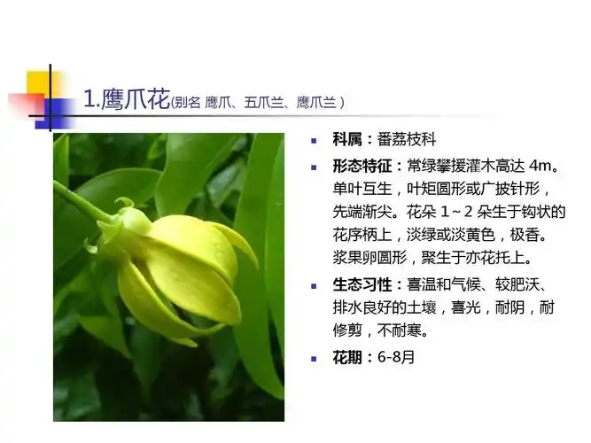 鹰爪花(别名 鹰爪,五爪兰,鹰爪兰 )     科属:番荔枝科 形态特征:常绿