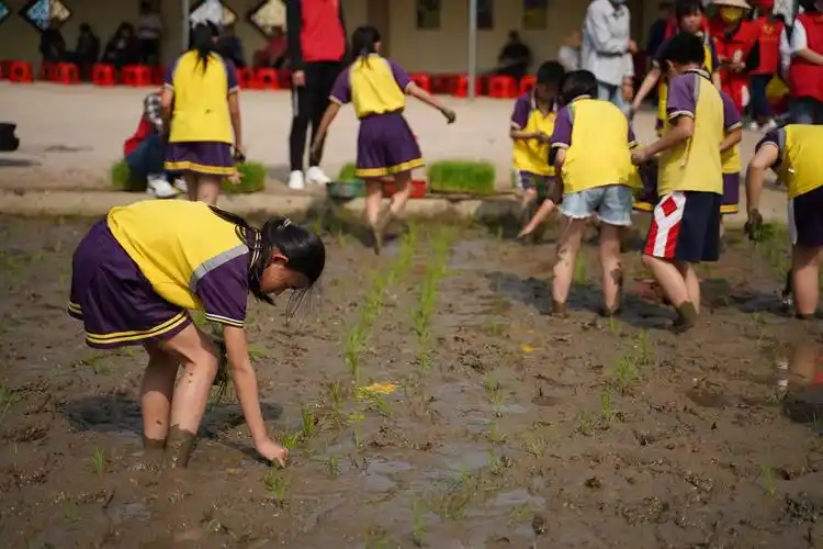 白天光脚插秧,晚上星空夜读!白石小学这堂课让人羡慕