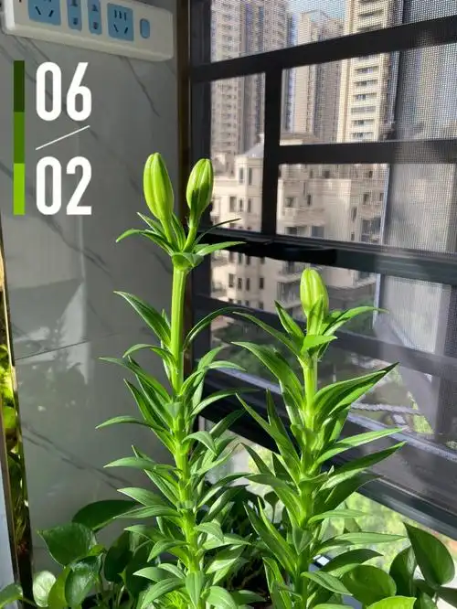 记录眼线百合的成长