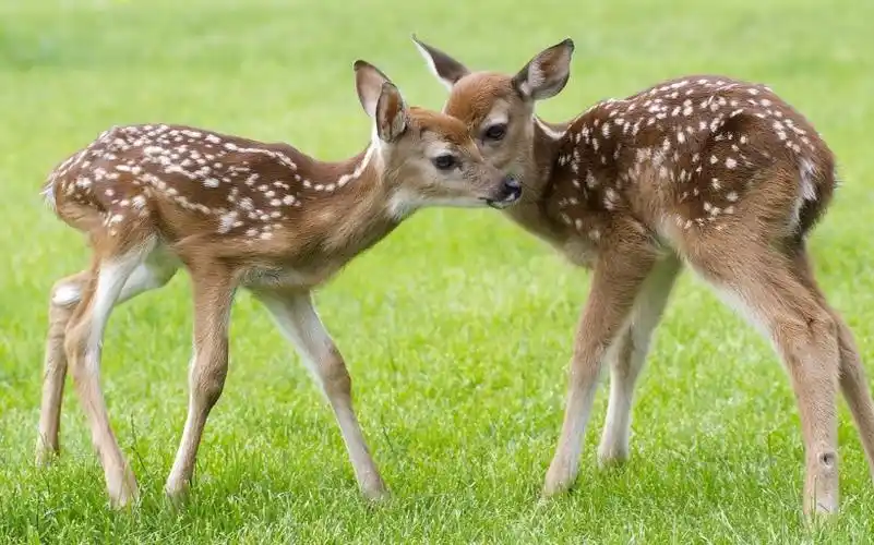 可爱梅花鹿图片 - 第3张